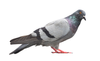 Pigeon isolated on background png..