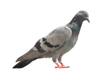 Pigeon isolated on background png..