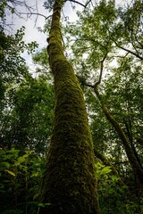 Fototapeta premium Majestic old tree covered in lush moss stands in a tranquil forest setting