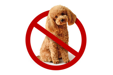 Dog with prohibition sign on white background - No dogs allowed concept