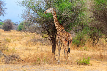 Giraffe in savanna in Tarangire national park in Tanzania. Wild nature of Tanzania, East Africa