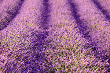 Fototapeta na wymiar Dreamy panorama of meticulously arranged rows of vibrant purple flowers of lavender