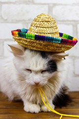 Portrait of beautiful cat wearing sombrero hat