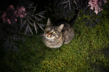 European shorthair tabby cat sits attentively and curiously by a black flowering elderberry bush...