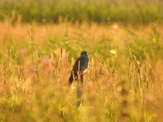 błotniak © Krzysztof