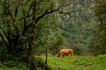 Brown cow grazing in a lush, green hillside in spring