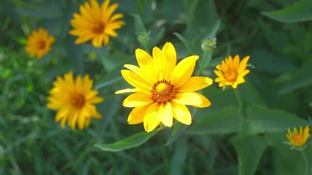 Yellow flowers in the grass