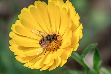 Honey Bee at work macro shot.