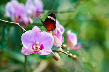 Beautiful Orchid Flowers in the garden with  butterfly