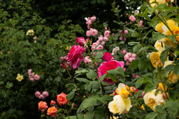 Obraz na płótnie Canvas Lots of pink and yellow roses in the garden. Gardening, growing roses.