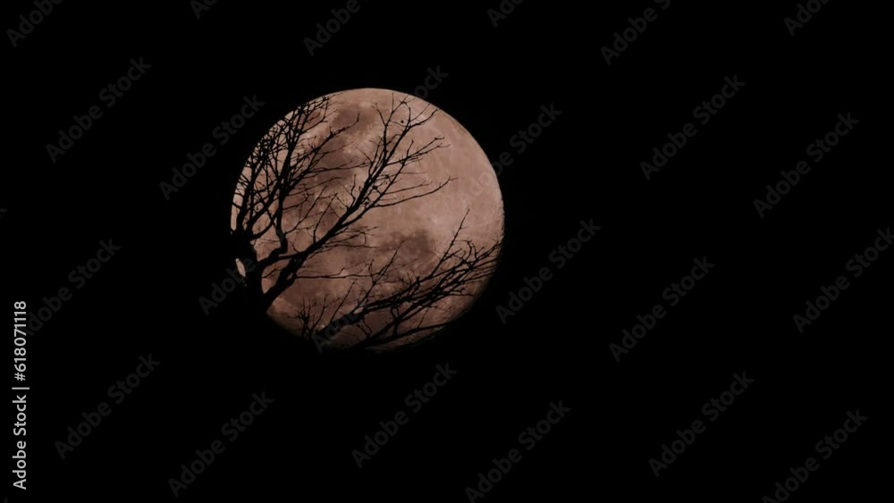 Wall mural closeup video of trees in a shadow with a full moon in the background