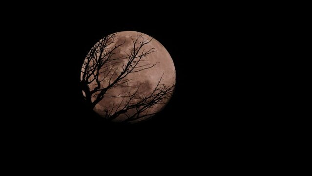 Closeup video of trees in a shadow with a full moon in the background