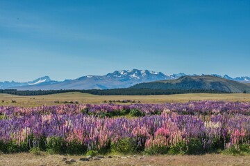 Picturesque rural landscape of pink wildflowers on the background of majestic mountains