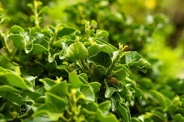 Common ivy hedera helix close-up, family Araliaceae