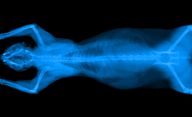 BLUE CT scan of a cat pet on a black background. Oncologist veterinary diagnostic x-ray test.