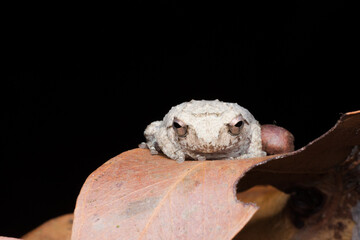A photo of a Amboli Tree Frog shot in Amboli Ghat in India.