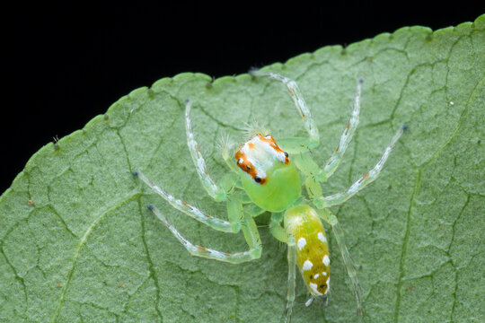 A macro top down photo of a green jumping spider. The species is called Lyssomanes viridis. This spider is on a green leaf
