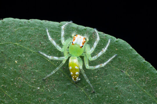 A macro top down photo of a green jumping spider. The species is called Lyssomanes viridis. This spider is on a green leaf