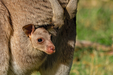 Eastern Grey Kangaroo (Macropus giganteus) Joey in mother's pouch © Andrew
