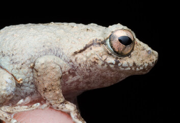 A photo of a Amboli Tree Frog shot in Amboli Ghat in India.