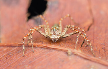 A photo of a Lynx Spider on leaf looking straight into the camera. The spider is also called monkey lynx spider. shot in Amboli Ghat in India.