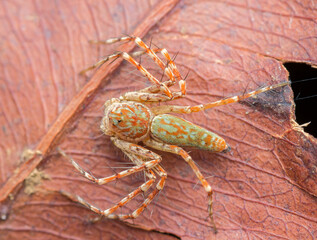 A photo of a Lynx Spider on leaf looking straight into the camera. The spider is also called monkey lynx spider. shot in Amboli Ghat in India.
