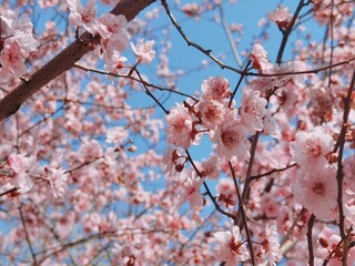 a pink flowering tree with flowers on it's branches