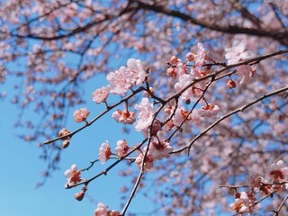 flowering trees with clear blue sky in background and birds flying in the distance