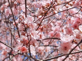 Spring scene of pink cherry blossom trees illuminated by the sun against a backdrop of blue sky
