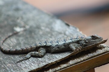 Close-up image of a lizard crawling on top of a wooden table