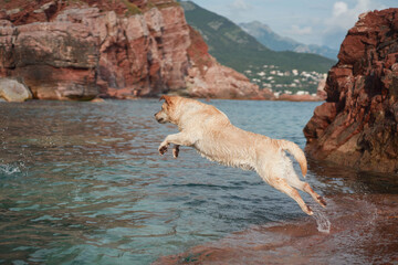 the dog jumps into the water from a stone. Fawn Labrador Retriever in nature at sea