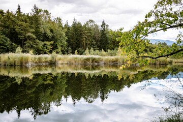 the reflection of trees in a body of water, in the foreground is land