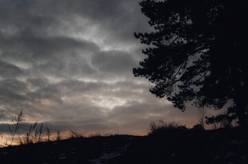 Fototapeta premium Field with growing grass and tree during sunset
