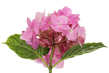 Obraz premium Inflorescence of the pink flowers of hydrangea, isolated on white background