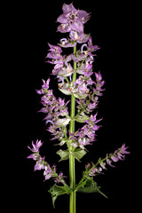 Inflorescences clary sage, lat. Salvia sclarea, isolated on black background