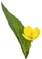 Flower and leaf of  Oenothera biennis, common evening-primrose, evening star, sundrop, weedy evening primrose, German rampion, hog weed, King's cure-all and fever-plant. Isolated on white background