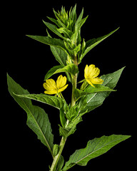 Oenothera biennis, common evening-primrose, evening star, sundrop, weedy evening primrose, German rampion, hog weed, King's cure-all and fever-plant. Isolated on black background