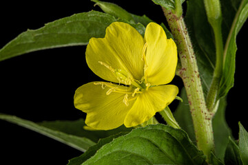 Flower and leaf of  Oenothera biennis, common evening-primrose, evening star, sundrop, weedy evening primrose, German rampion, hog weed, King's cure-all and fever-plant. Isolated on black background