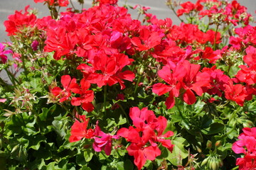 Bloom of red ivy-leaved pelargonium in mid July