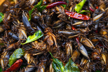 Fried insects, grasshopper, asian street food.