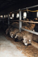 Flock of sheep in a rustic barn setting.