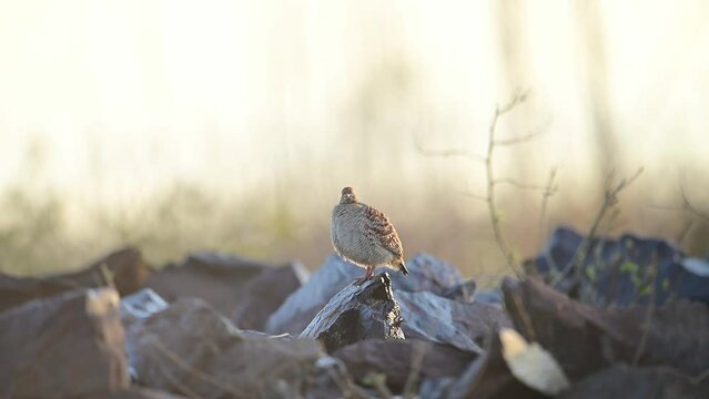 Grey francolin on Rocks in Sunrise
