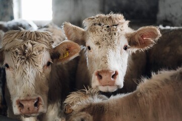 Herd of cows grazing in a rustic barn setting.