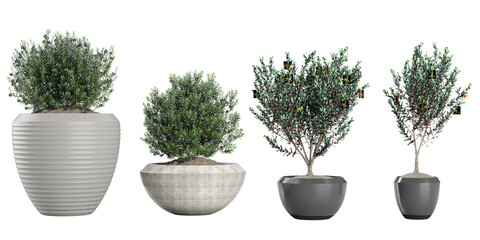 collection of ornamental pot plant Rosemary,Eucalyptus Lehmannii on isolated transparent background