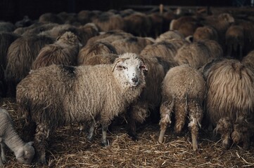 Flock of sheep in a rustic barn setting.