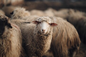 Flock of sheep in a rustic barn setting.
