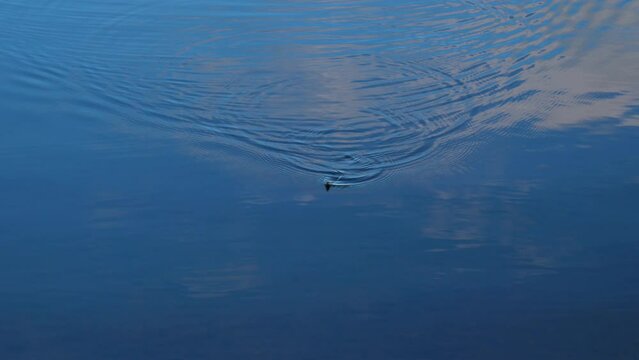 Black watersnake approaching the edge of the water in a lake.