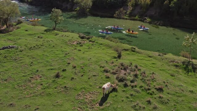 Kayaks paddling in zrmanja river Croatia passing by grazing cow, aerial
