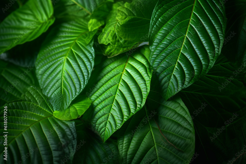 Aufkleber a close-up shot of kratom (mitragyna speciosa), displaying its glossy leaves, veined pattern, and st