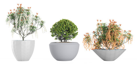 Set of Euonymus japonicus, Pieris Japonica Forest Flame on isolated transparent background collection